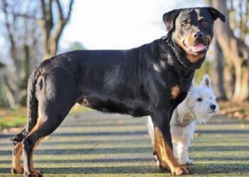 Ένα μικροσκοπικό τεριέ άφησε έγκυο ένα ροτβάιλερ! Απλά δείτε τα κουτάβια τους!