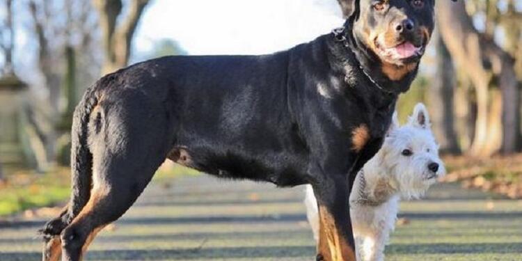 Ένα μικροσκοπικό τεριέ άφησε έγκυο ένα ροτβάιλερ! Απλά δείτε τα κουτάβια τους!