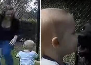 Το σκυλί γάβγιζε επίμονα στη νταντά – Όταν ο πατέρας έβαλε κρυφή κάμερα αντίκρυσε κάτι σοκαριστικό (video)