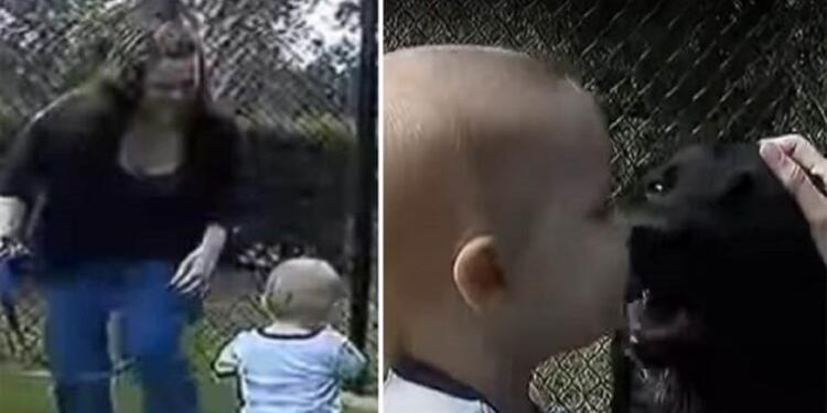 Το σκυλί γάβγιζε επίμονα στη νταντά – Όταν ο πατέρας έβαλε κρυφή κάμερα αντίκρυσε κάτι σοκαριστικό (video)