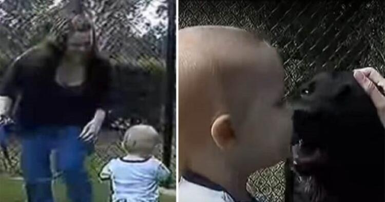 Το σκυλί γάβγιζε επίμονα στη νταντά – Όταν ο πατέρας έβαλε κρυφή κάμερα αντίκρυσε κάτι σοκαριστικό (video)