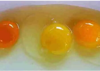 Ποιος από τους παρακάτω κρόκους αυγών σας φαίνεται πιο φυσιολογικός;