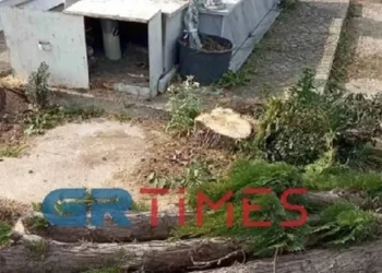 “Έκοψαν τα δύο πευκάκια που φυτέψαμε στο μνήμα του 13χρονου παιδιού μας”[Φωτογραφίες]