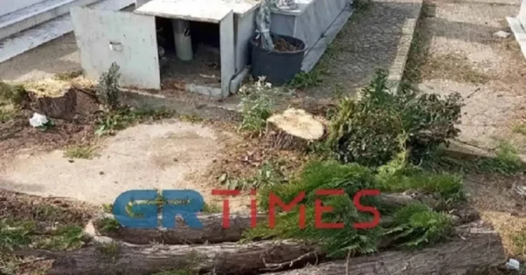 “Έκοψαν τα δύο πευκάκια που φυτέψαμε στο μνήμα του 13χρονου παιδιού μας”[Φωτογραφίες]