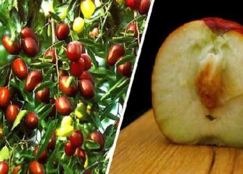 Τζιτζιφιά – Το Δέντρο Γιατρός! Οι απίστευτες Θεραπευτικές της Ιδιότητες