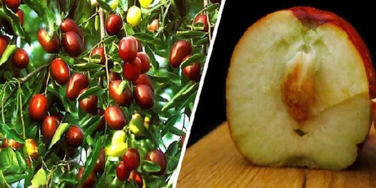 Τζιτζιφιά – Το Δέντρο Γιατρός! Οι απίστευτες Θεραπευτικές της Ιδιότητες