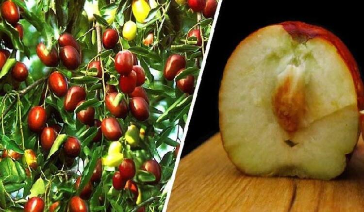 Τζιτζιφιά – Το Δέντρο Γιατρός! Οι απίστευτες Θεραπευτικές της Ιδιότητες