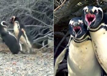 Πιγκουίνος πιάνει την γυναίκα του με άλλον: Το ξύλο που ακολούθησε δεν υπάρχει