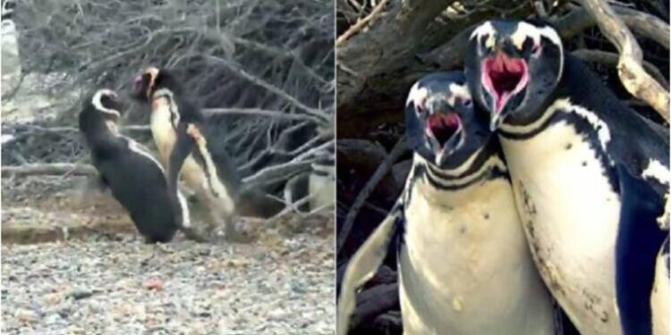 Πιγκουίνος πιάνει την γυναίκα του με άλλον: Το ξύλο που ακολούθησε δεν υπάρχει