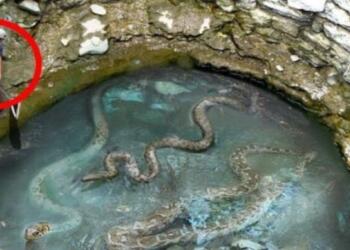 Εργάτης βρήκε μια γιγάντια φωλιά φιδιών – Σοκαρίστηκε όταν ανακάλυψε τι βρίσκετε πιο κάτω