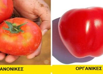 ΣΗΜΑΝΤΙΚΟ…Τρεις απλοί τρόποι να ξεχωρίσετε τα οργανικά από τα μεταλλαγμένα τρόφιμα