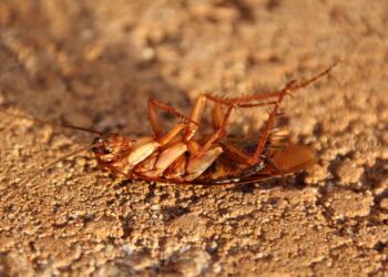 cockroach, insect, nature