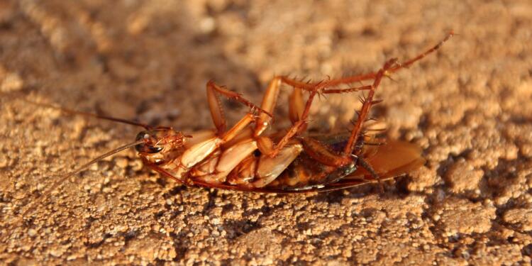 cockroach, insect, nature