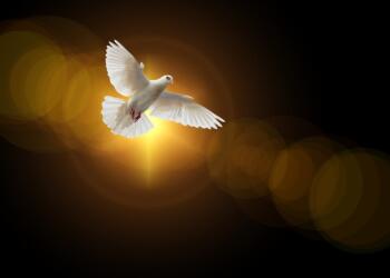 faith, dove, holy spirit