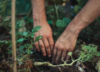 person holding green plant stem