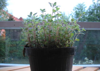 ΑΚΟΜΑ δεν έχεις φυτέψει ρίγανη στη ΓΛΑΣΤΡΑ . Κάντε το όσο πιο γρήγορα μπορείτε…