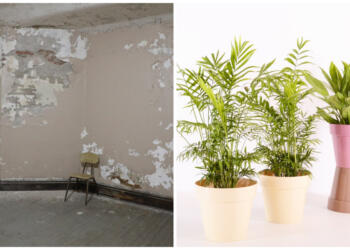 Φυσικοί αφυγραντήρες | Αυτά είναι τα φυτά που διώχνουν την υγρασία και την μούχλα από το σπίτι