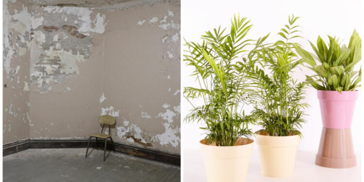 Φυσικοί αφυγραντήρες | Αυτά είναι τα φυτά που διώχνουν την υγρασία και την μούχλα από το σπίτι
