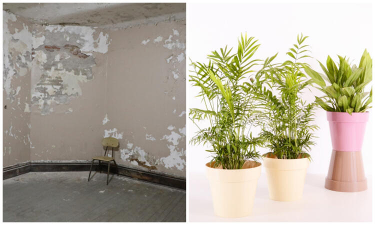 Φυσικοί αφυγραντήρες | Αυτά είναι τα φυτά που διώχνουν την υγρασία και την μούχλα από το σπίτι