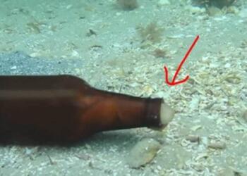 Δύτης βλέπει ένα γυάλινο μπουκάλι να κουνιέται μόνο του στο βυθό – Τότε ένα μυστηριώδες πλάσμα βγαίνει από μέσα… (Video)