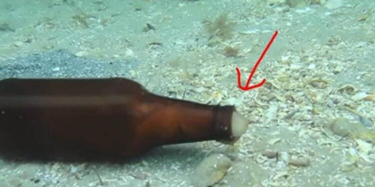 Δύτης βλέπει ένα γυάλινο μπουκάλι να κουνιέται μόνο του στο βυθό – Τότε ένα μυστηριώδες πλάσμα βγαίνει από μέσα… (Video)