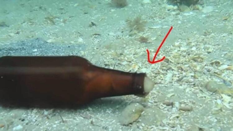 Δύτης βλέπει ένα γυάλινο μπουκάλι να κουνιέται μόνο του στο βυθό – Τότε ένα μυστηριώδες πλάσμα βγαίνει από μέσα… (Video)