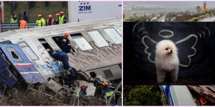 «Η μητέρα έκλαιγε & τα έλεγε με το σκυλάκι αγκαλιά»: Πως ένα σκυλάκι «έσωσε» ζευγάρι φοιτητών που ήταν να κάτσει στο δεύτερο βαγόνι