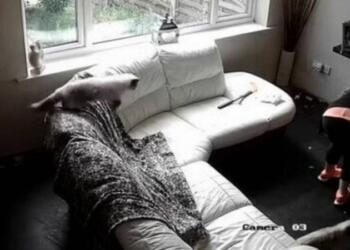 39χρονη έβαλε κρυφή κάμερα στο σπίτι – Έπαθε σοκ όταν είδαν τι έκανε η babysitter (photos)