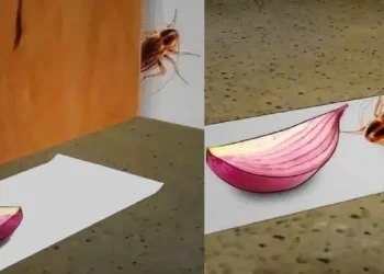 Κατσαρίδες ουτε κάν ζωγραφιστές : 7 τρόποι για να τις εξαφανίσετε και 3 συμβουλές για να τις προλάβετε πριν εμφανιστούν