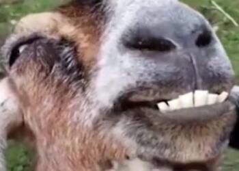 Γιατί το παρδαλό κατσίκι γελάει τελευταίο;