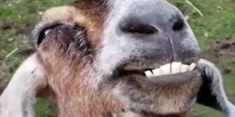 Γιατί το παρδαλό κατσίκι γελάει τελευταίο;