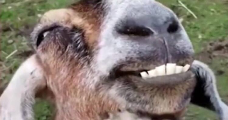 Γιατί το παρδαλό κατσίκι γελάει τελευταίο;