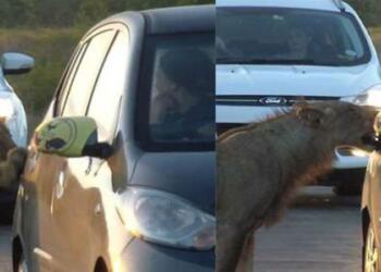 Λιοντάρι επιχειρεί να ανοίξει πόρτα αυτοκινήτου! Αυτό που γίνεται στη συνέχεια θα σας παγώσει!