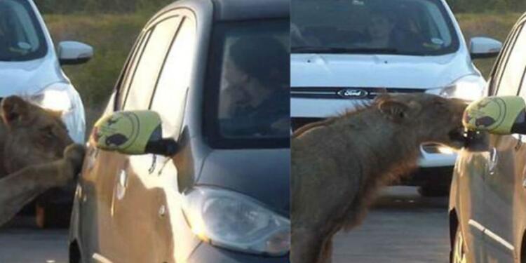 Λιοντάρι επιχειρεί να ανοίξει πόρτα αυτοκινήτου! Αυτό που γίνεται στη συνέχεια θα σας παγώσει!