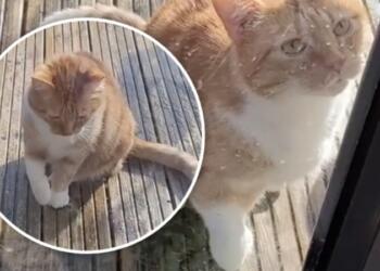 Ναζιάρα και καταφερτζού: Γατούλα προσποιήθηκε τραυματισμό για να μπει σπίτι (Video)