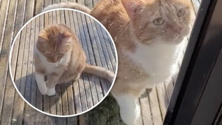 Ναζιάρα και καταφερτζού: Γατούλα προσποιήθηκε τραυματισμό για να μπει σπίτι (Video)