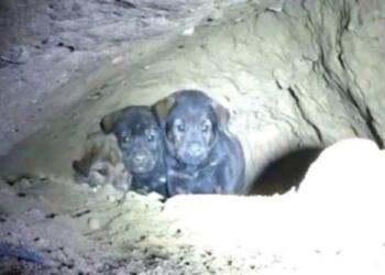 Προσπαθούσαν να σώσουν 8 εγκλωβισμένα κουταβάκια, αλλά μόλις κοίταξαν μέσα στην τρύπα έπαθαν σοκ