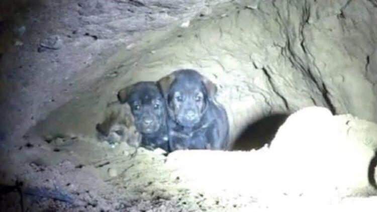 Προσπαθούσαν να σώσουν 8 εγκλωβισμένα κουταβάκια, αλλά μόλις κοίταξαν μέσα στην τρύπα έπαθαν σοκ