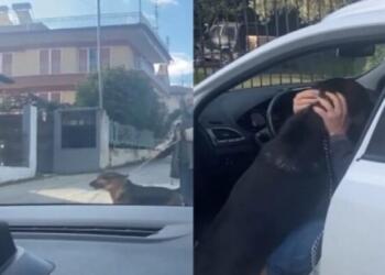 Απίστευτο βίντεο: Θεσσαλονικιός βρήκε τον σκύλο του, που είχε χαθεί το 2017 και το ζώο «τρελάθηκε» όταν τον είδε (vid)