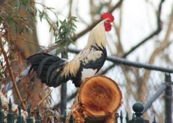 Πλήρωσε πρόστιμο γιατί ο κόκοράς του λαλούσε στις 4.30 το πρωί!