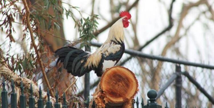 Πλήρωσε πρόστιμο γιατί ο κόκοράς του λαλούσε στις 4.30 το πρωί!