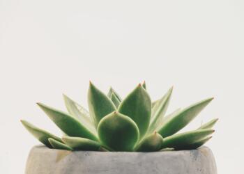 green succulent plant on white pot