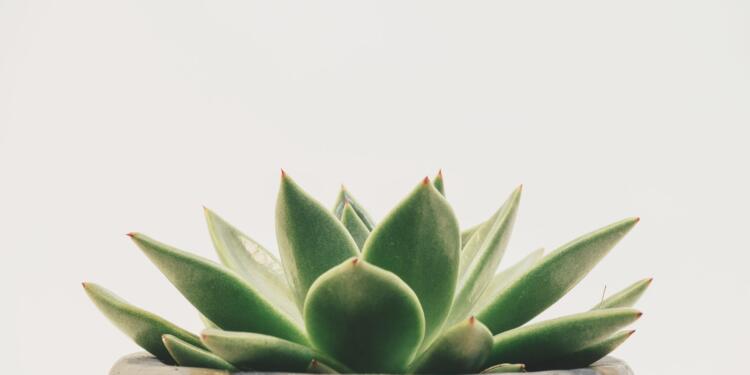 green succulent plant on white pot