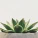 green succulent plant on white pot
