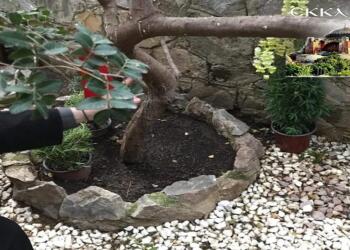 Ο Άγιος Ισίδωρος, το δένδρο που κλαίει και η έκπληξη στο Λυκαβηττό