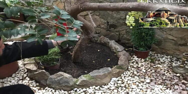 Ο Άγιος Ισίδωρος, το δένδρο που κλαίει και η έκπληξη στο Λυκαβηττό