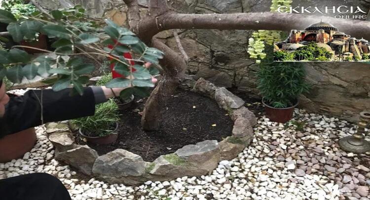 Ο Άγιος Ισίδωρος, το δένδρο που κλαίει και η έκπληξη στο Λυκαβηττό