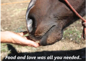 Δείτε πως ένα ετοιμοθάνατο άλογο βρήκε μια δεύτερη ευκαιρία!