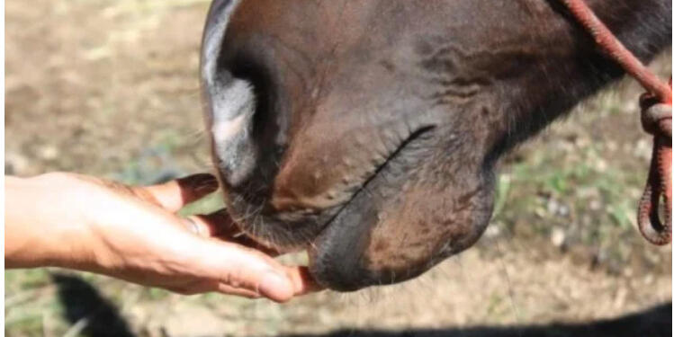 Δείτε πως ένα ετοιμοθάνατο άλογο βρήκε μια δεύτερη ευκαιρία!