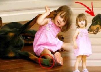 Σκύλος δάγκωσε την 17 μηνών κόρη της και την πέταξε μακριά – Μόλις κατάλαβε γιατί το είχε κάνει «πάγωσε»